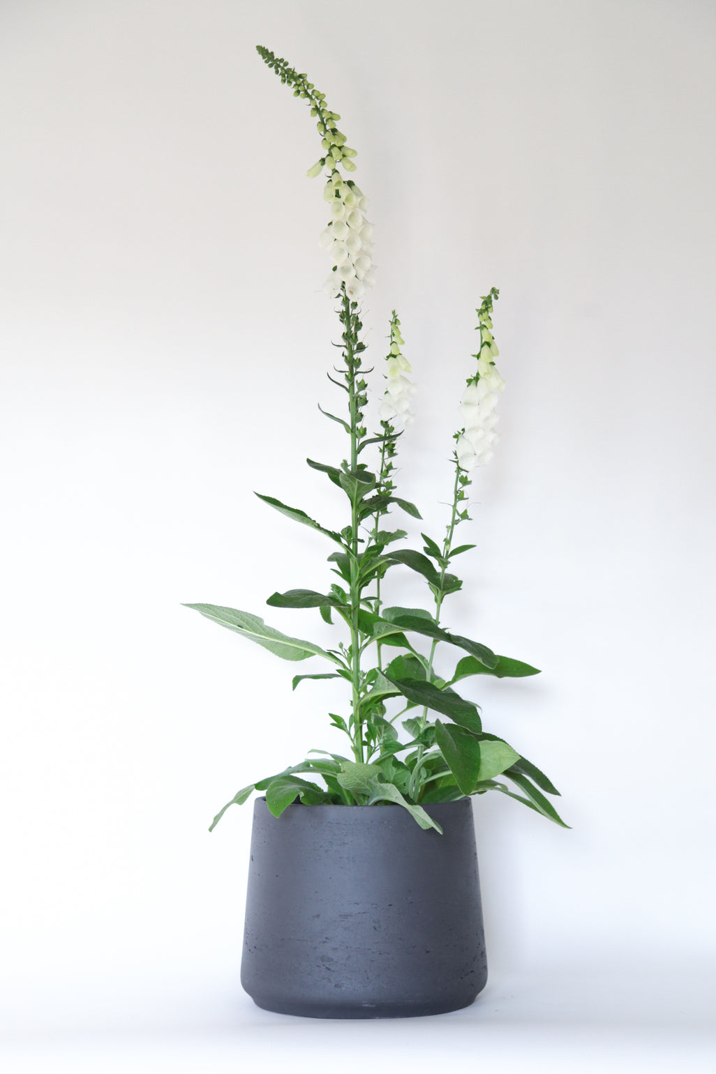 products/Foxglove.jpg